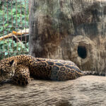 A leopard lounging on a tree trunk.